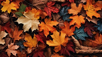 Naklejka na ściany i meble autumn leaves lying on the floor, nature photography, high quality, copy space, 16:9