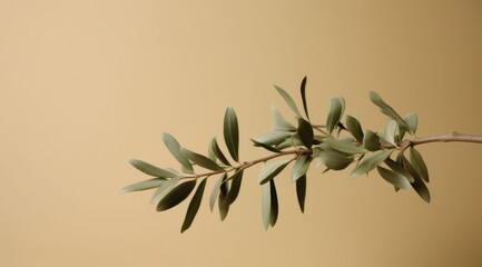 olive branch with fronds olives