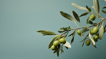 Fototapeta premium olive branch with fronds olives
