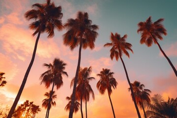 Fototapeta na wymiar palm trees, sunset sky,