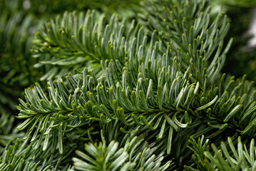 Beautiful Christmas Background with green pine tree brunch close up. December wallpaper. Natural...