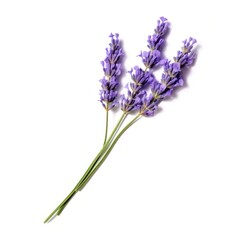 Fototapeta premium single lavender flower isolated on white