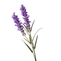 Fototapeta na wymiar single lavender flower isolated on white