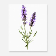 Fototapeta premium single lavender flower isolated on white