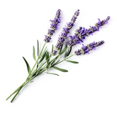 Fototapeta premium single lavender flower isolated on white