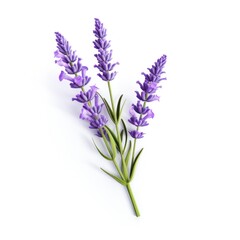 single lavender flower isolated on white