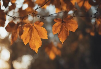 Naklejka na ściany i meble Autumn leaves on the fall blurred background