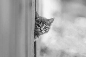 Portrait of a cute kitty