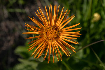 Arnica mountain. Mountain ram. Arnica montana.  Flowers of the North Caucasus.