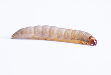 the greater wax moth galleria mellonella use in biology