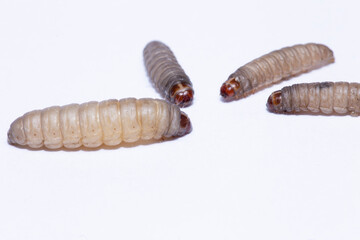 the greater wax moth galleria mellonella use in biology