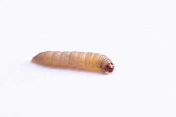 the greater wax moth galleria mellonella use in biology