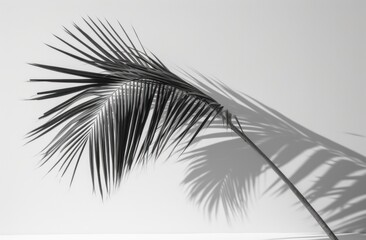this is a picture of a palm tree,