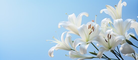 white lilies on a light background with a blue background,