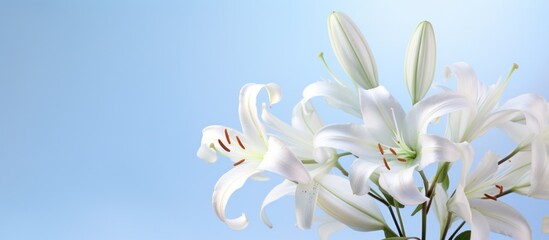 Fototapeta na wymiar white lilies on a light background with a blue background,