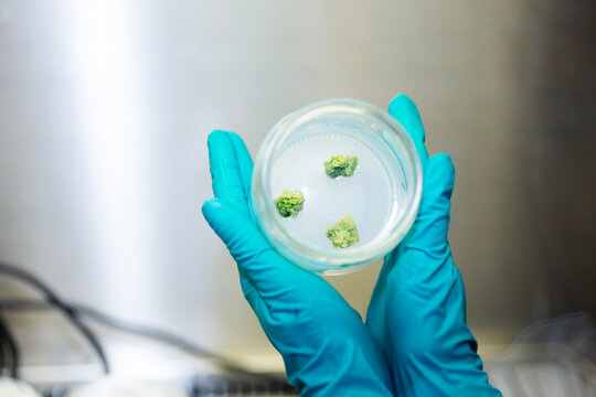 plant Tissue Culture for Agricultural Research