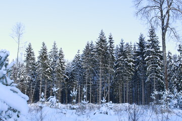 Spruce in winter