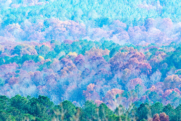 fall forest in the valley