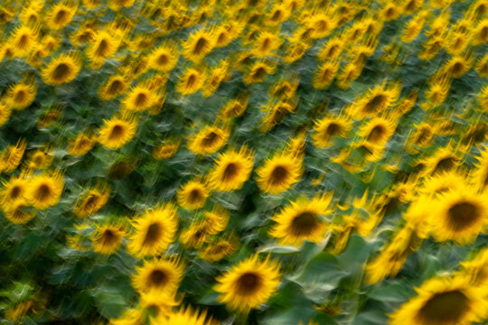 Landscape with motion blur of a field of sunflowers