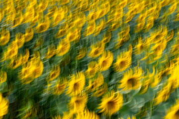 Landscape with motion blur of a field of sunflowers
