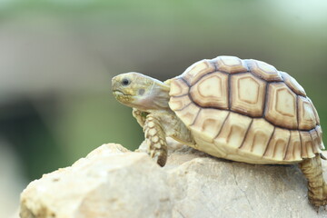 tortoise, sulcata, a cute sulcata tortoise

