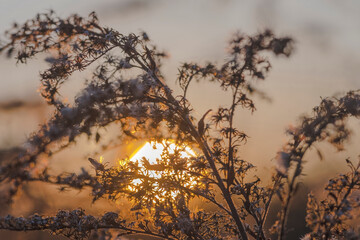 Jesienny zachód słońca na tle wyschniętej łąkowej rośliny. Sucha łodyga podświetlana zachodzącym słońcem. - obrazy, fototapety, plakaty