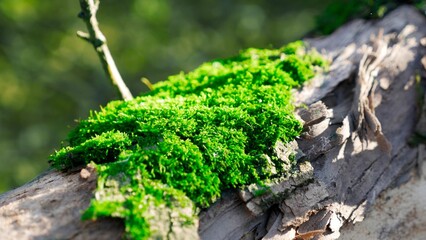 Green moss on a tree. Macro