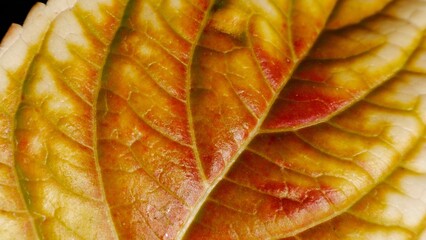 Autumn. Close up of yellow leaf. Macro