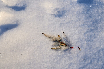lonely leaf in snow