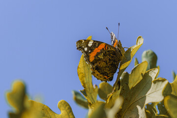 Beautiful butterfly Red Admiral (Vanessa atalanta) on an oak leaf on a fall afternoon against a...