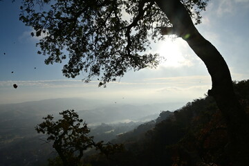 silhouette of a tree in sunset