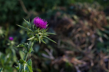 purple thistle flower in the field with close up