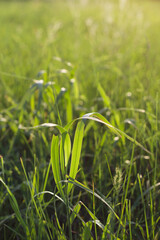 vertical blurred image with green grass in the morning