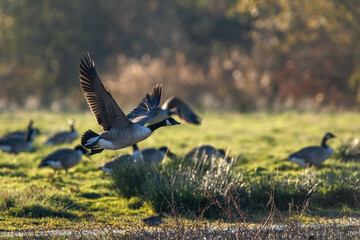 Canada Goose, Branta canadensis birds in flight over Marshes