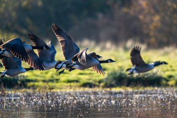 Canada Goose, Branta canadensis birds in flight over Marshes - Powered by Adobe