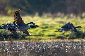 Canada Goose, Branta canadensis birds in flight over Marshes