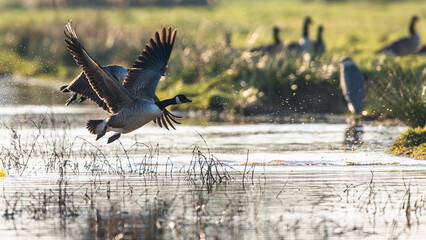 Canada Goose, Branta canadensis birds in flight over Marshes