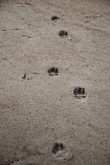 Detail of dog footprints in wet beach sand.