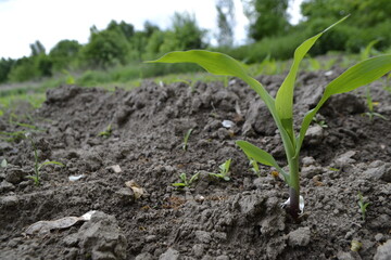 Young Plant Growing In Sunlight