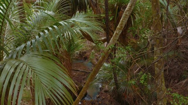Aerial: Forest interior of native bush and stream. Auckland, New Zealand