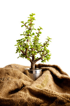 Arbol miniatura dentro de una lata de aluminio abrazado por un costal de yute o henequen. Reciclaje y protecci&oacute;n.