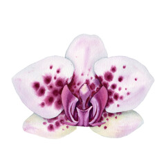 Fototapeta na wymiar Orchid Flower isolated on white background. Clipart. Watercolor hand drawn art illustration. For cards, handmade textiles, prints, menus, poster.