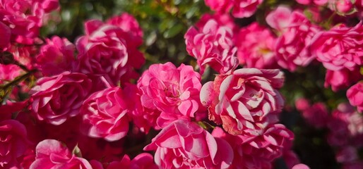 Rosa Damascena, known as the Damascus rose - pink, oleaginous, flowering, deciduous shrub plant. Valley of Roses. Close-up. Taillight. Selective focus.