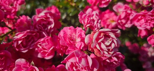 Rosa Damascena, known as the Damascus rose - pink, oleaginous, flowering, deciduous shrub plant....