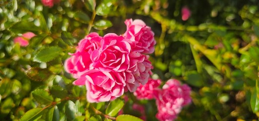 Rosa Damascena, known as the Damascus rose - pink, oleaginous, flowering, deciduous shrub plant....