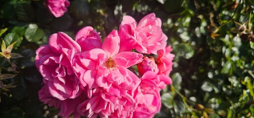 Rosa Damascena, known as the Damascus rose - pink, oleaginous, flowering, deciduous shrub plant. Valley of Roses. Close-up. Taillight. Selective focus.