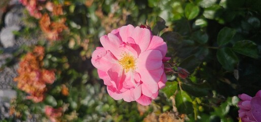 Rosa Damascena, known as the Damascus rose - pink, oleaginous, flowering, deciduous shrub plant....
