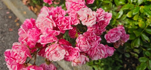 Rosa Damascena, known as the Damascus rose - pink, oleaginous, flowering, deciduous shrub plant....