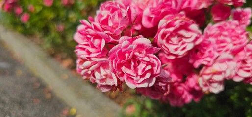 Rosa Damascena, known as the Damascus rose - pink, oleaginous, flowering, deciduous shrub plant. Valley of Roses. Close-up. Taillight. Selective focus.