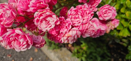 Fototapeta premium Rosa Damascena, known as the Damascus rose - pink, oleaginous, flowering, deciduous shrub plant. Valley of Roses. Close-up. Taillight. Selective focus.